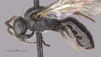 Media type: image;   Entomology 32864 Aspect: habitus lateral view